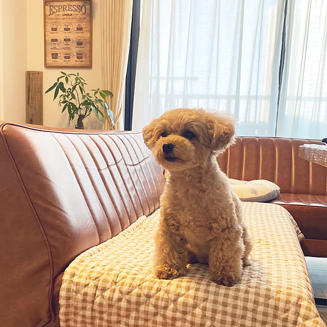 akoさんの実例写真