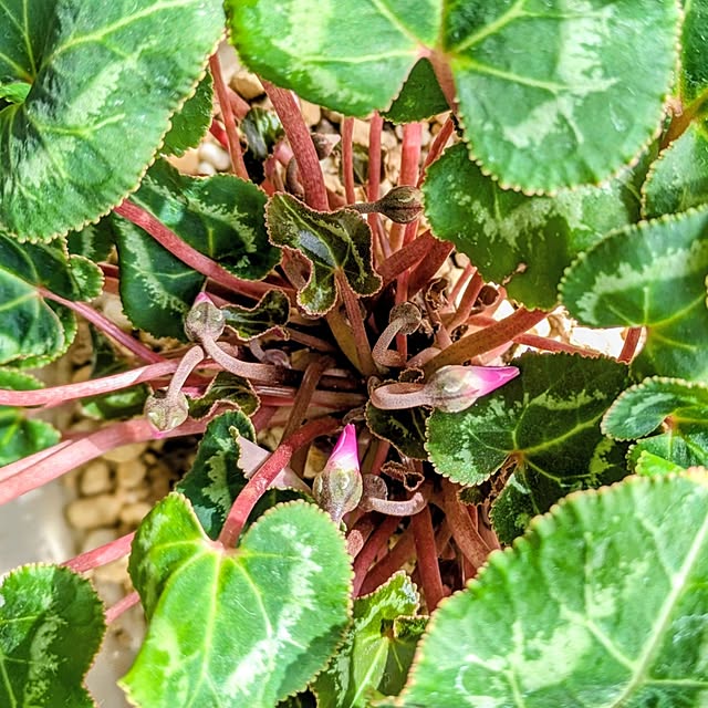 mi-saさんの実例写真