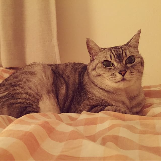 CHIEさんの実例写真