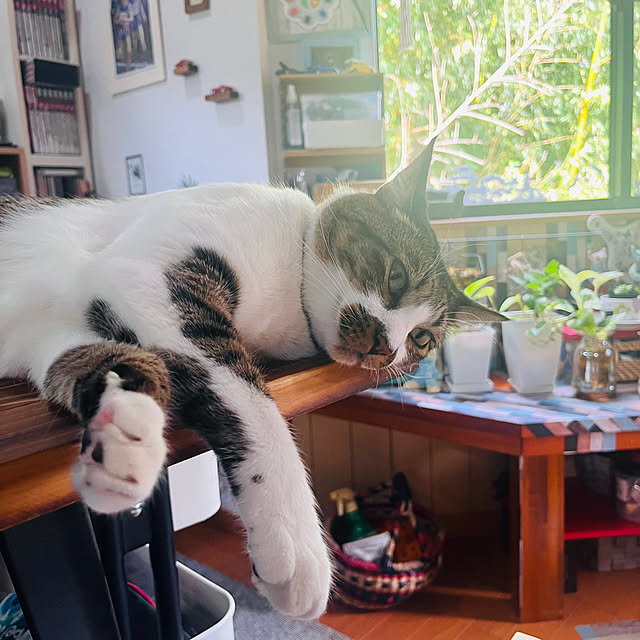 jijiさんの実例写真