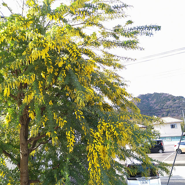 kohmarlさんの実例写真