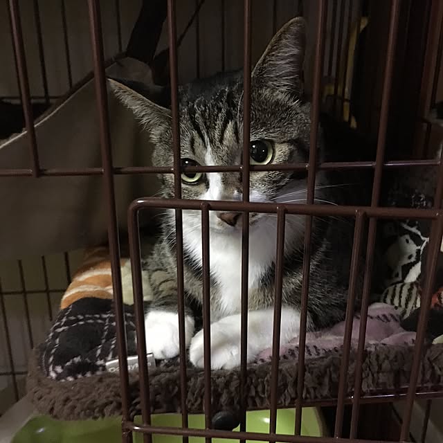 kimikimiさんの実例写真