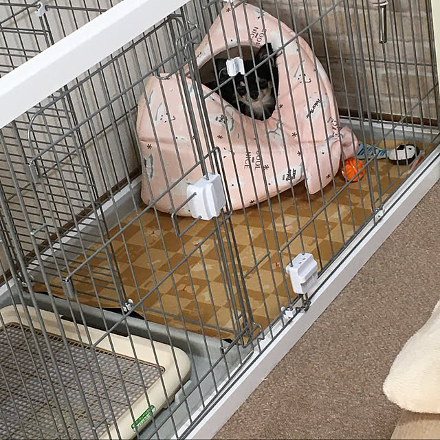 koroさんの実例写真