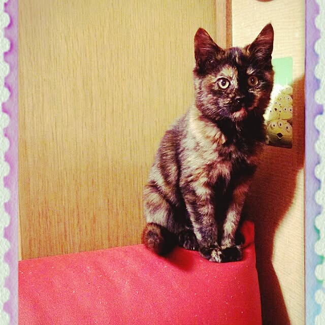 cherrycherryさんの実例写真