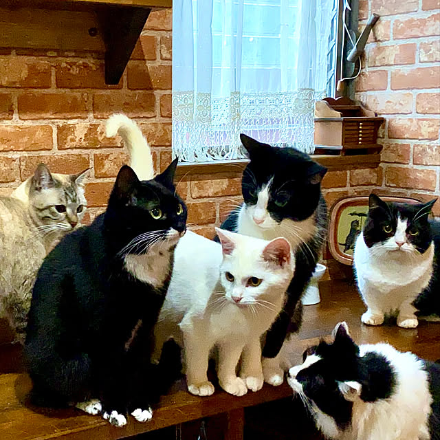 butachanさんの実例写真