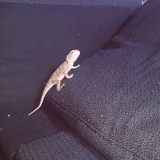 chikiさんの実例写真