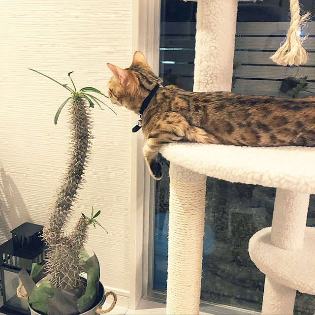 iranさんの実例写真