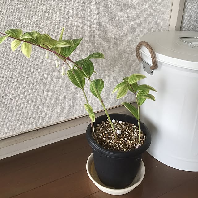 ofuさんの実例写真