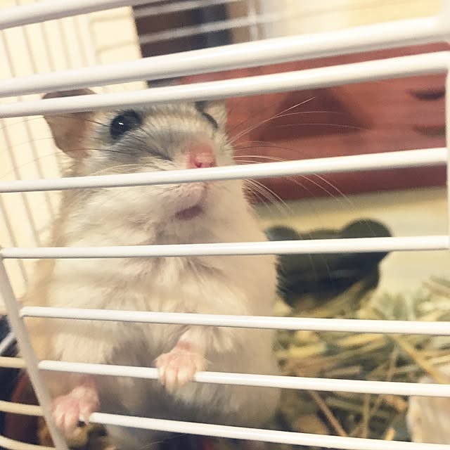 miSaさんの実例写真