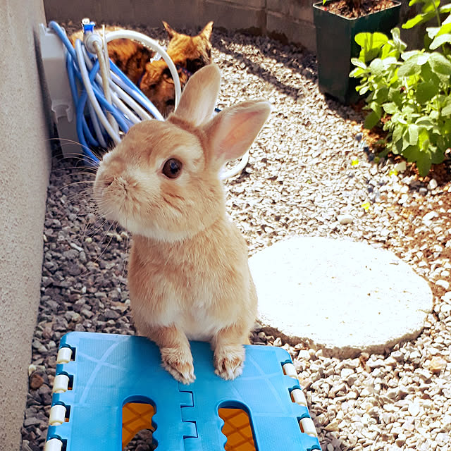 aiさんの実例写真