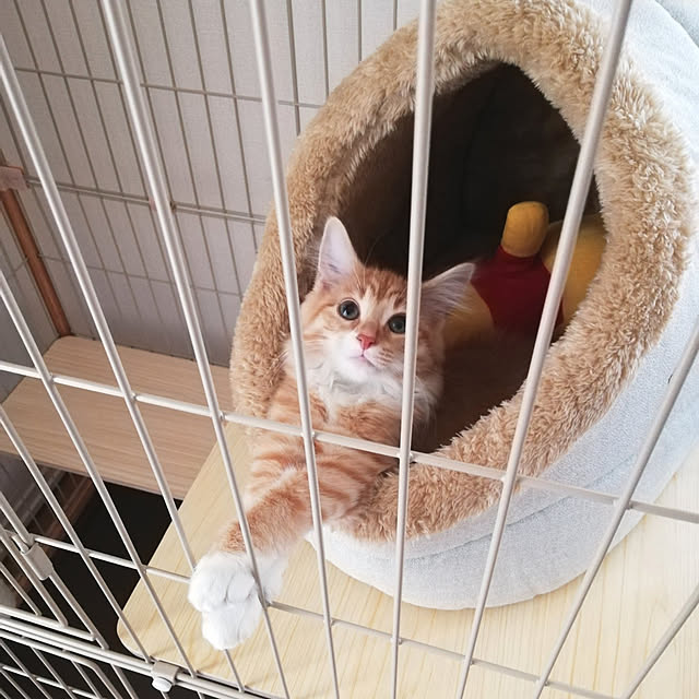 pinokoさんの実例写真