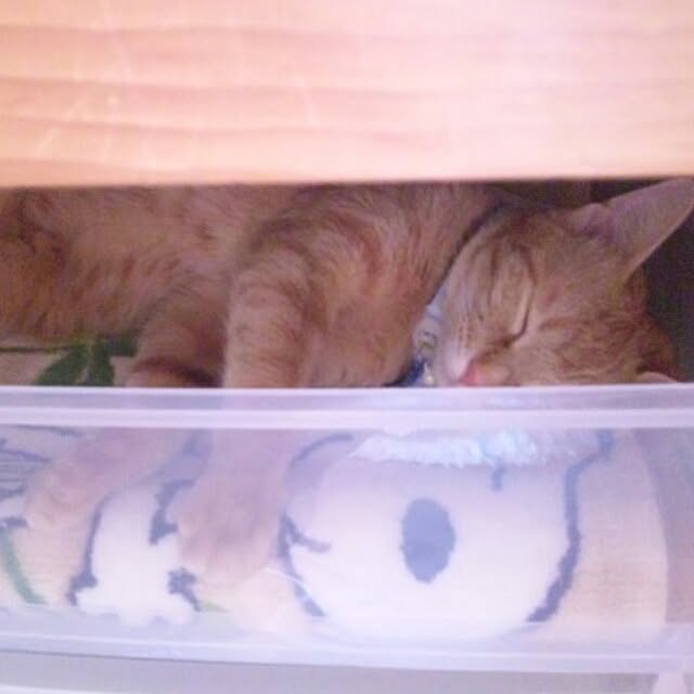 fu-ka24さんの実例写真