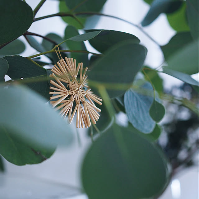 ストローオーナメント/クリスマス/植物のある暮らし/いいね、フォロー本当に感謝デス☺︎/心地よい暮らし...などのインテリア実例 - 2021-11-10 08:56:52