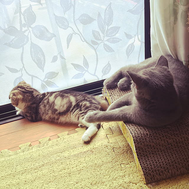 CATさんの実例写真