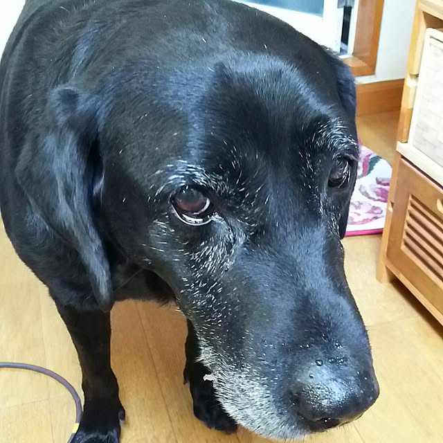 ohisamaさんの実例写真