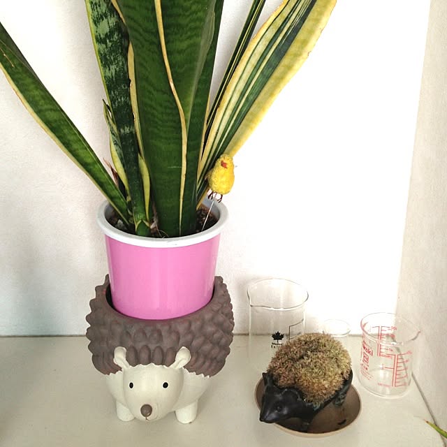 chunpomさんの実例写真