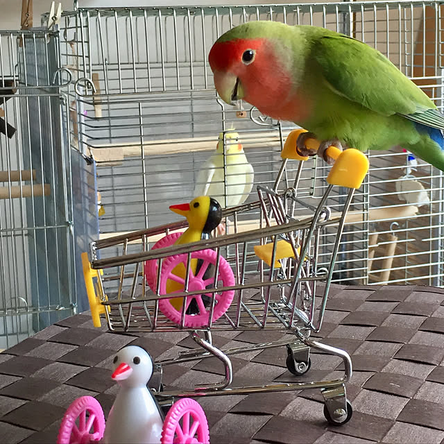 toratanさんの実例写真