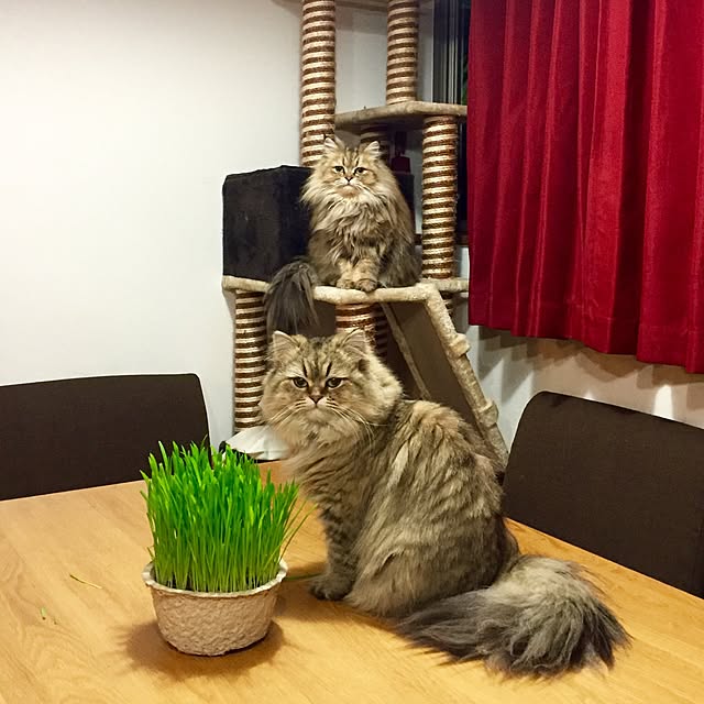 butachanさんの実例写真