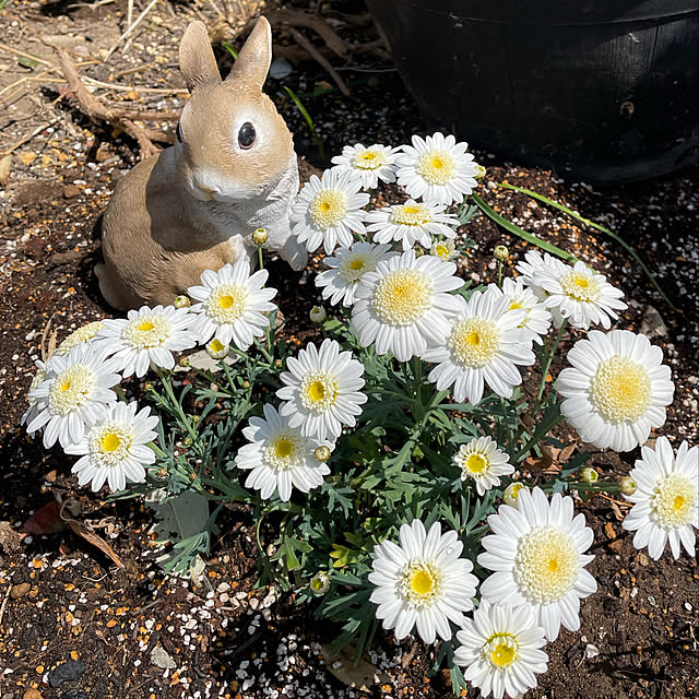 ronronさんの実例写真