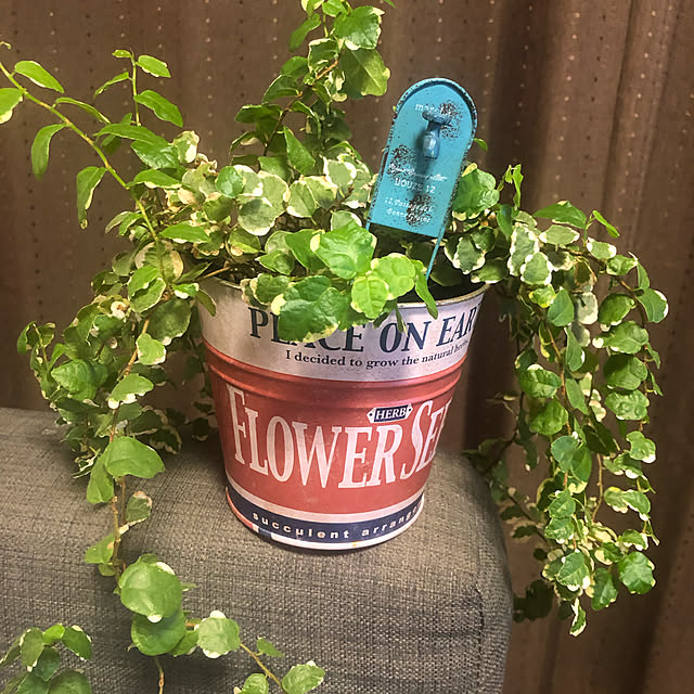 雑貨/観葉植物/アンティーク/リビングのインテリア実例 - 2021-04-19 08:08:01