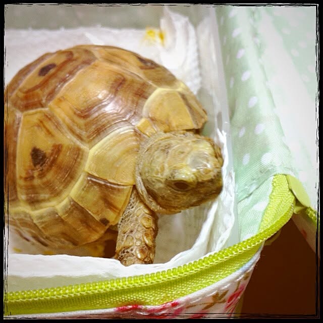majoさんの実例写真