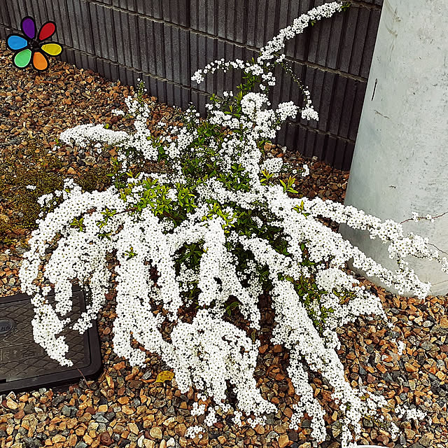 Pict.さんの実例写真