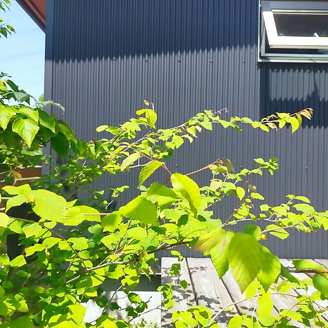 Kaeluさんの部屋