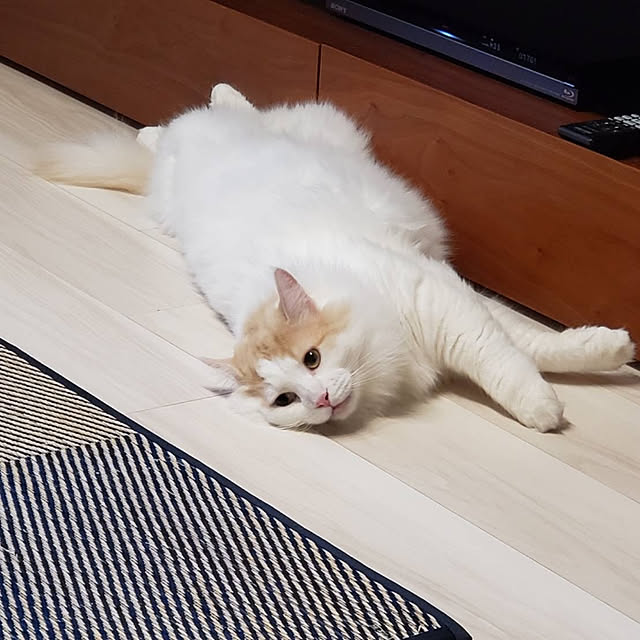 ChaCha_Kojiさんの実例写真