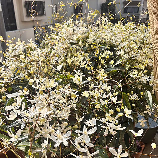 greycatsさんの実例写真