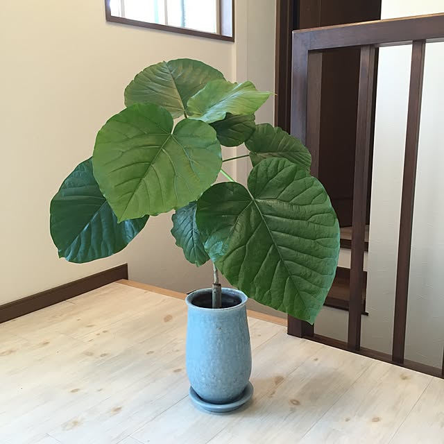 TENPAMさんの実例写真