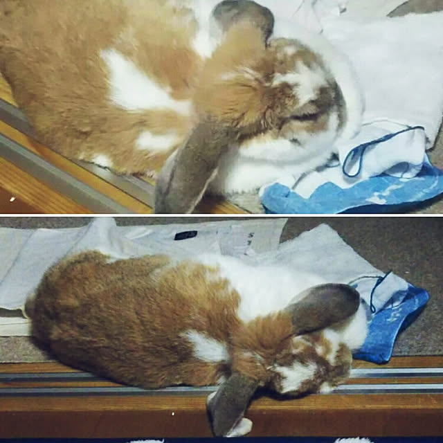 usamamaさんの実例写真
