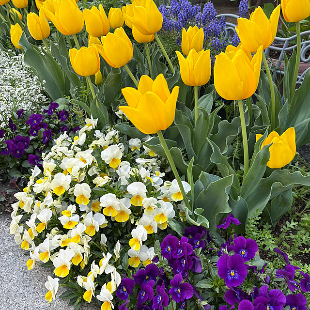 violetさんの部屋