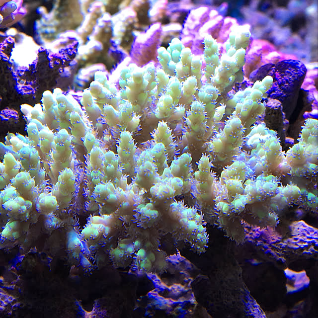 aquarium_seaさんの実例写真