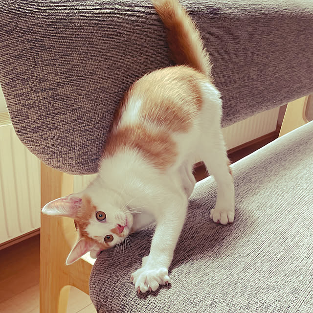 suyaさんの実例写真