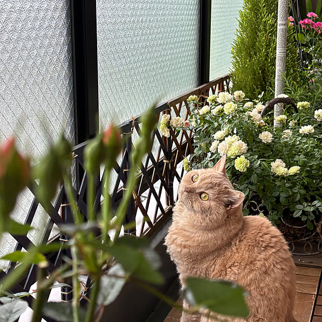naokoさんの実例写真