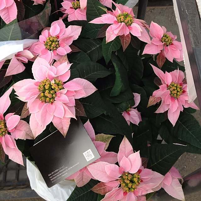 Tuki73さんの実例写真