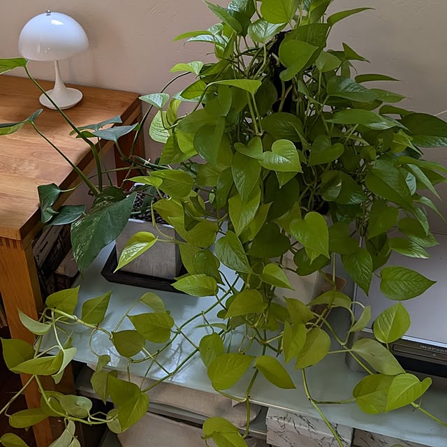 nolleyさんの部屋