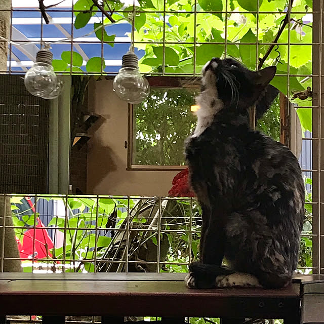 butachanさんの実例写真