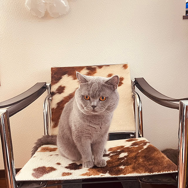 acoさんの実例写真