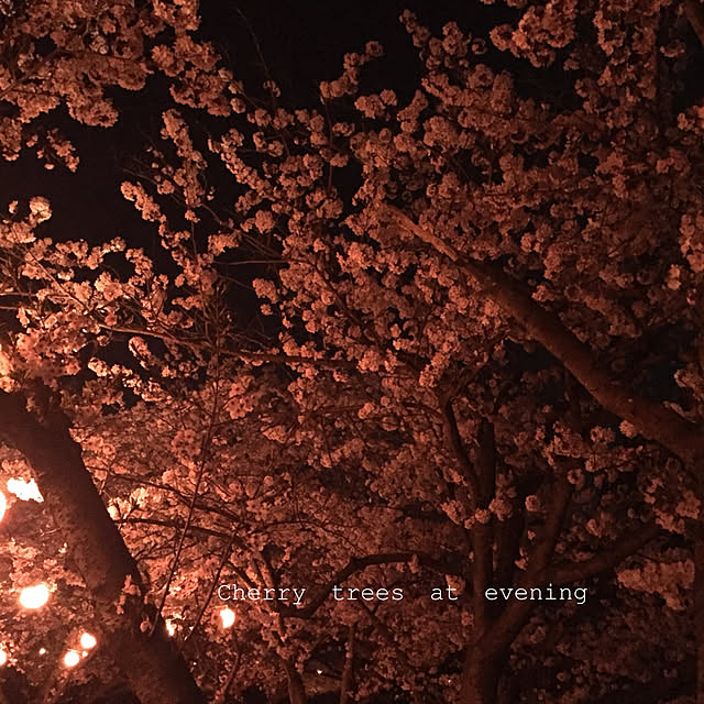 バス/トイレ/夜桜/今夜 ブルームーンのインテリア実例 - 2018-03-31 21:24:24