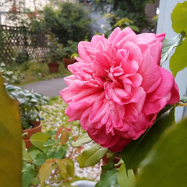 yum0408さんの実例写真