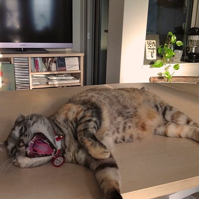 shinさんの実例写真