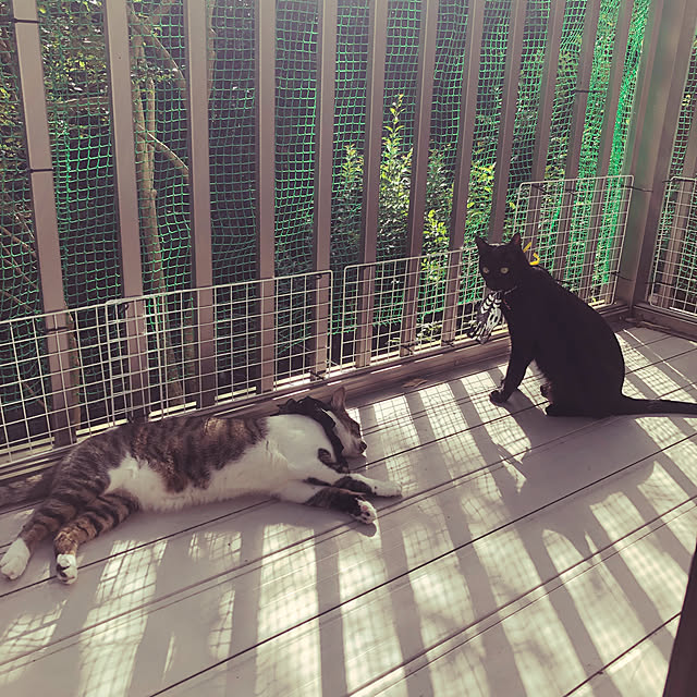 jijiさんの実例写真