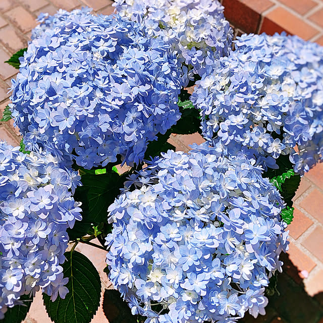紫陽花/あじさい/玄関/入り口/テラス/庭のインテリア実例 - 2020-04-25 13:50:09