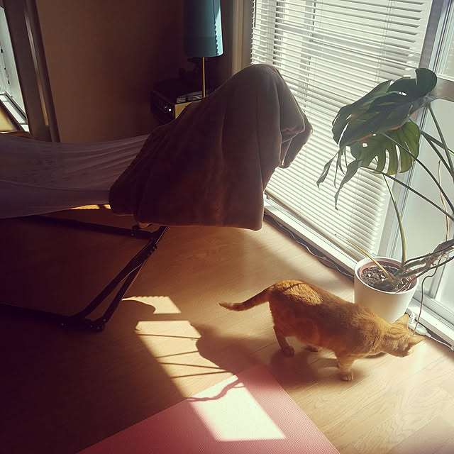 shiiさんの実例写真