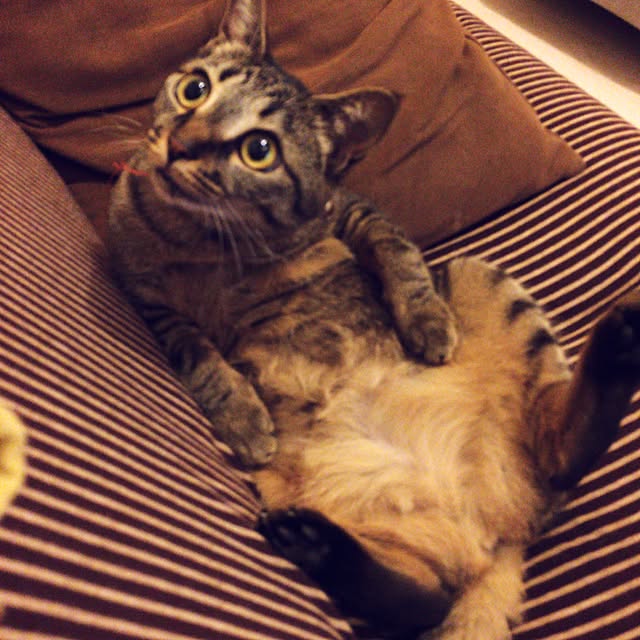Makotoさんの実例写真