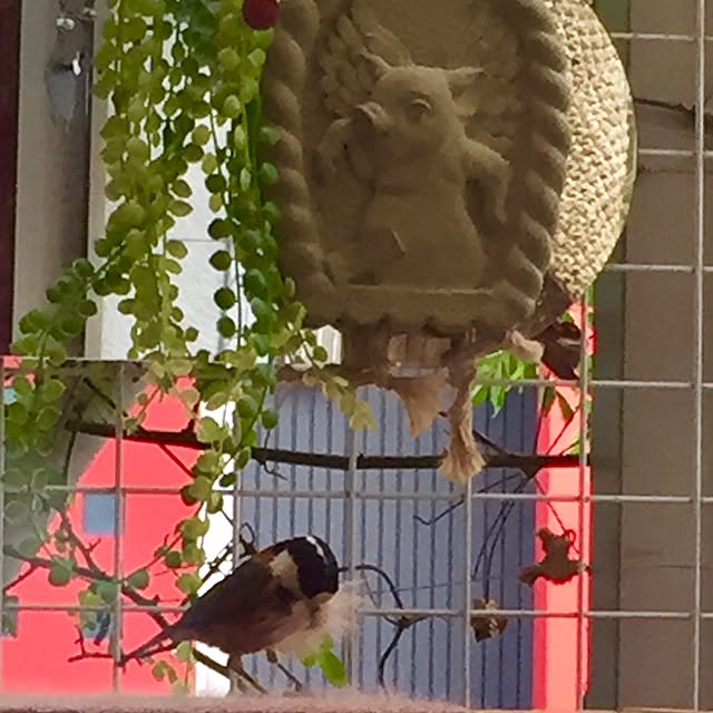 butachanさんの実例写真