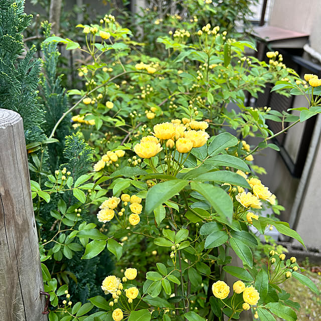 pirokoさんの実例写真