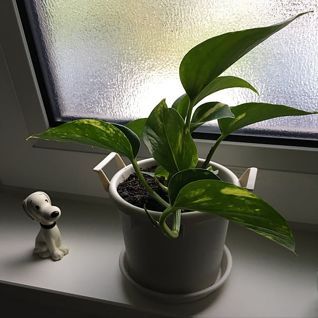 sereinaさんの実例写真