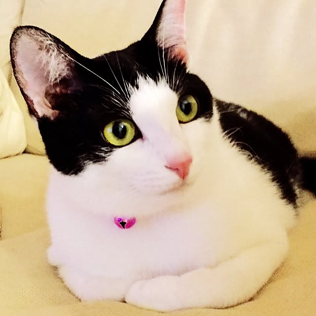 tamakichi_iさんの実例写真